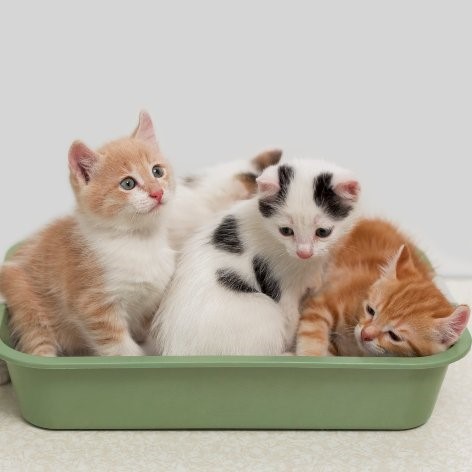Kitten Toilet Training