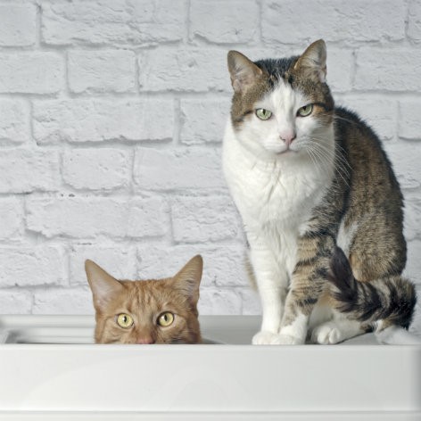 Paper Cat Litter – Not Worth Its Weight