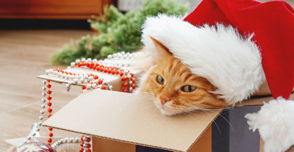 A Very Feline Christmas
