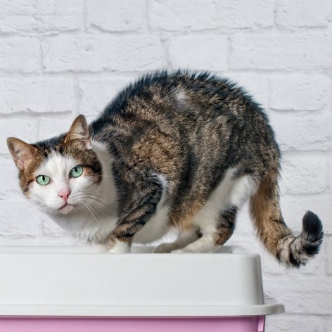 How often do you clean your cat's litter tray?