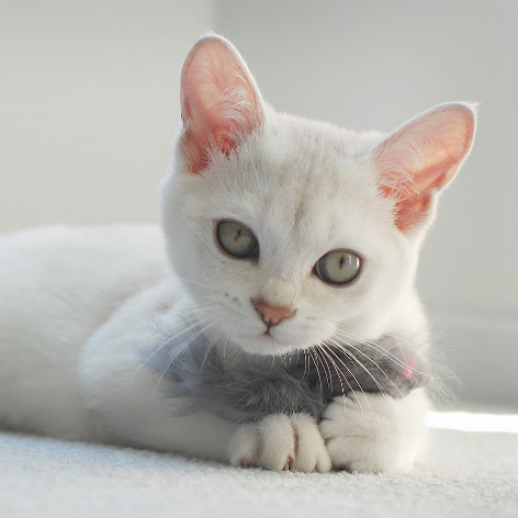 Short Haired Cat Breeds