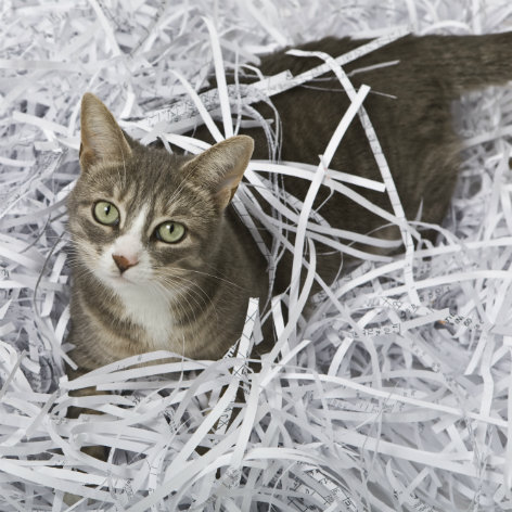 Befriending Someone Else's Cat