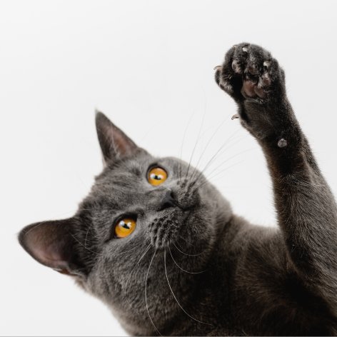 Cat Litter - Your Questions Answered