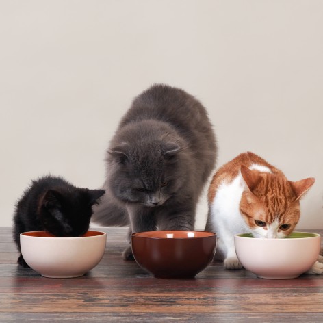 Mixed Feeding Guide for Cats