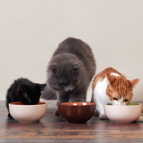 Mixed Feeding Guide for Cats