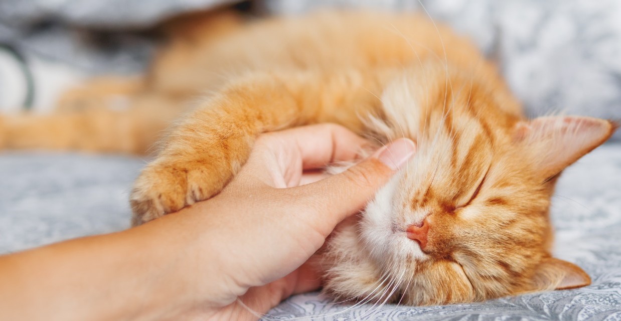 Why do Cats Purr?