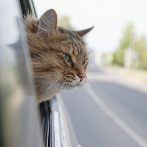 Travelling with a Cat
