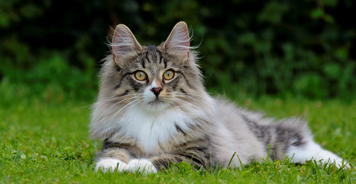 norwegian longhair cat