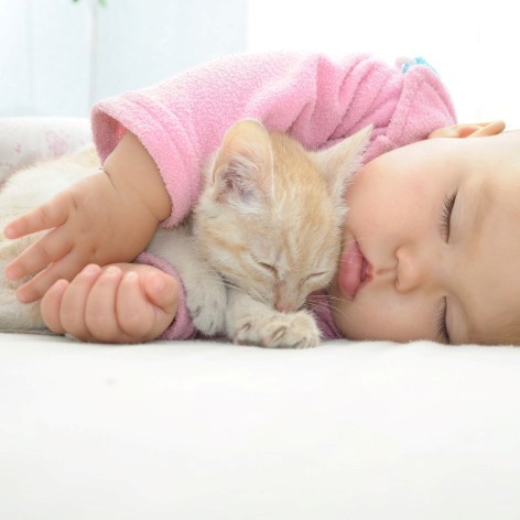 Cat and Kitten Sleeping Arrangements