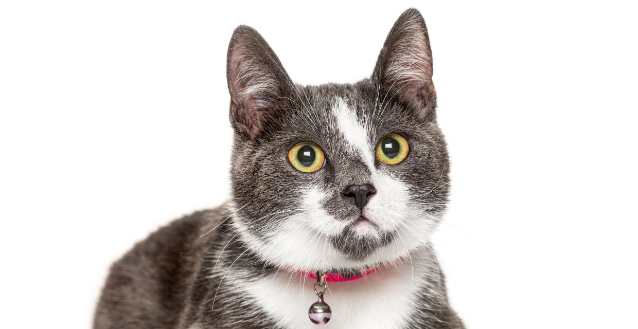 Cat Registration information in Australia