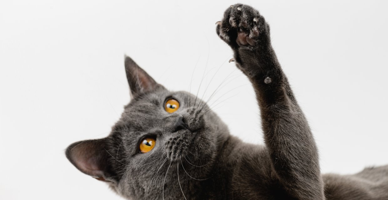 Six Fun Facts about Cats & Kittens