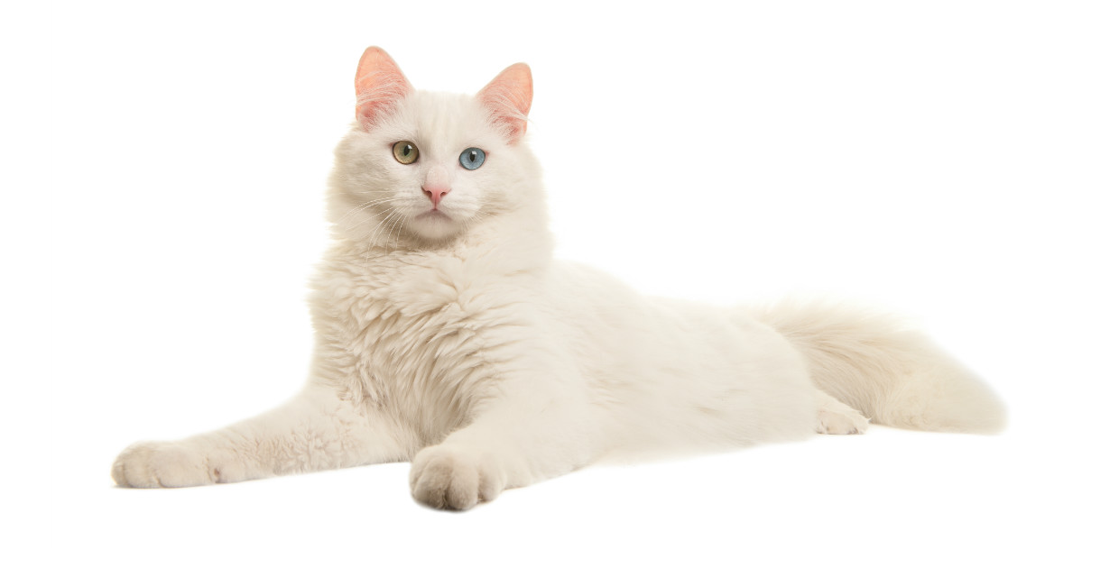 Turkish Van Cat