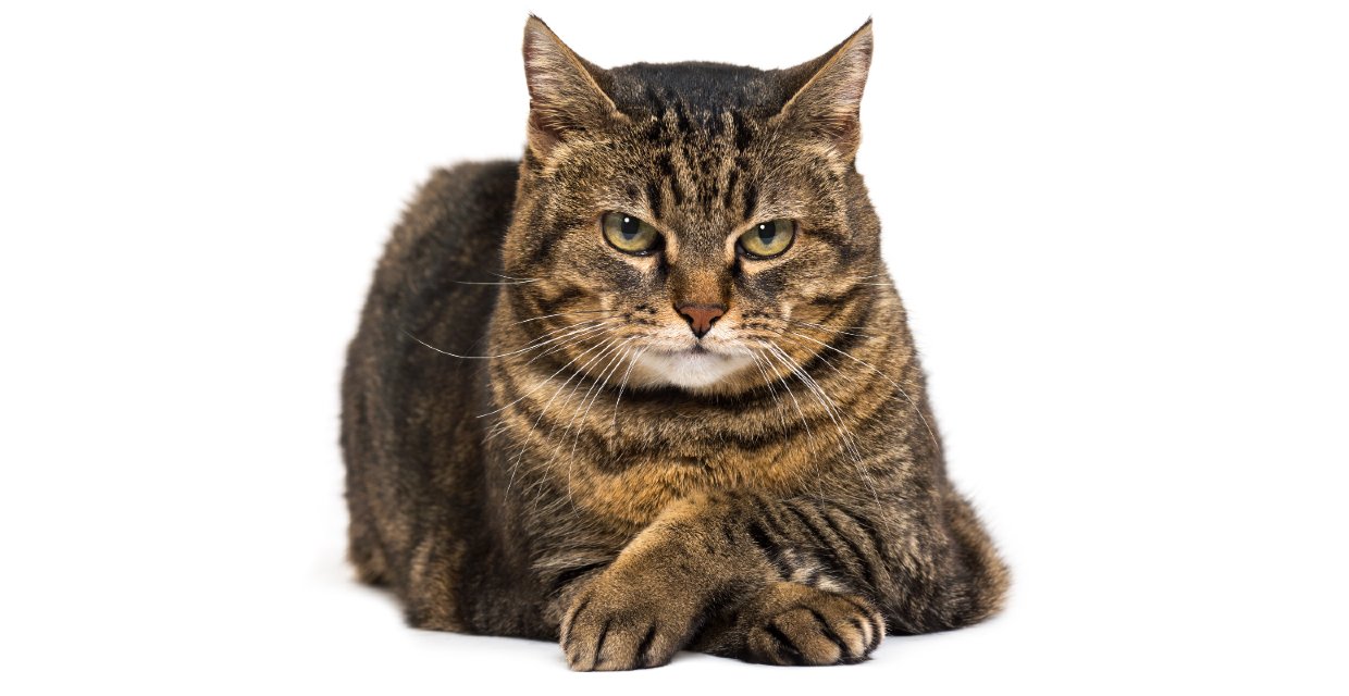 Cheap Cat Litter - Is It Worth It?