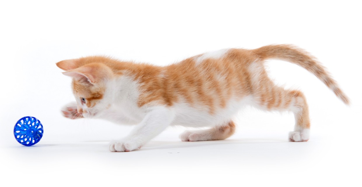 What Are the Best Kitten Toys for Your Kitty s Wellbeing