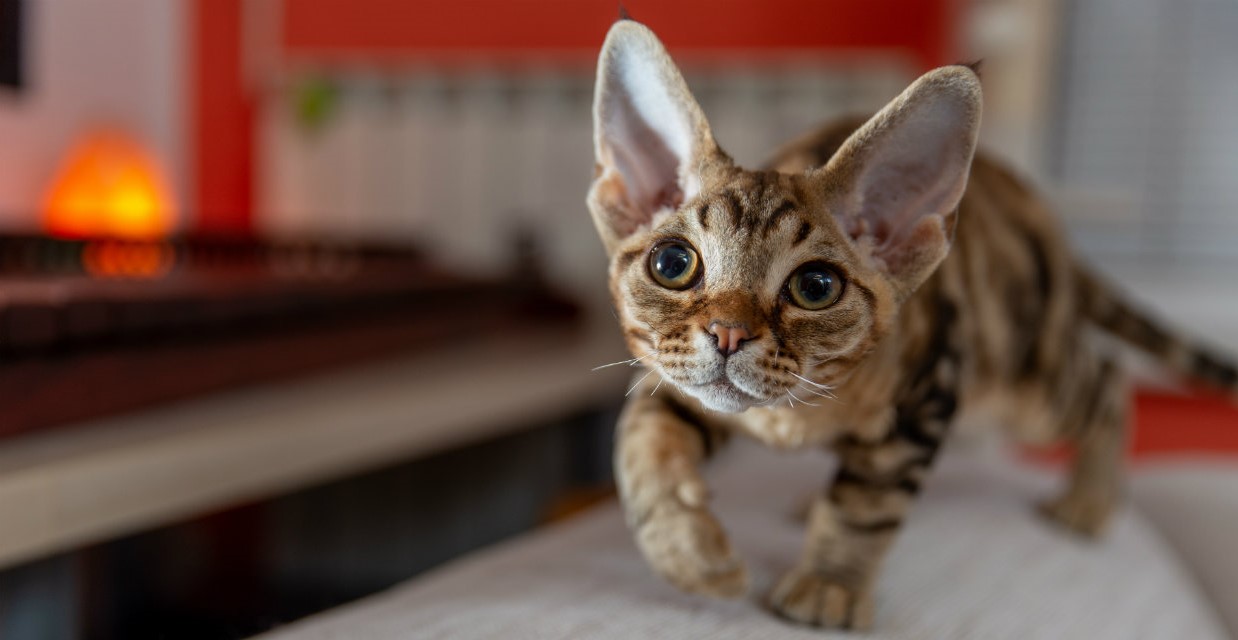 Devon Rex Cat