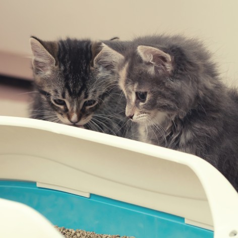 Kid ate outlet cat litter