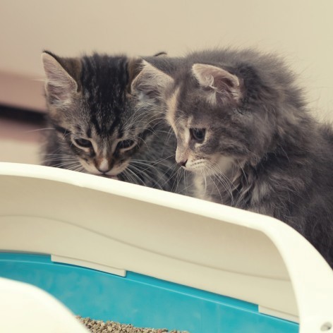 How to Litter Train a Kitten