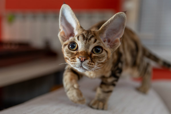 Devon store rex fur