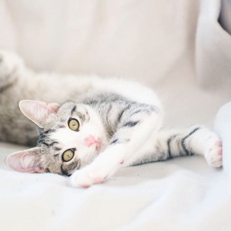 Taking your Cat Camping With You