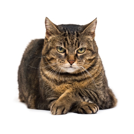 Why Cats Bite and How to Stop Them