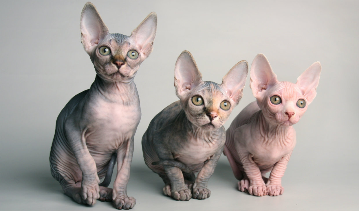 Sphynx Cat