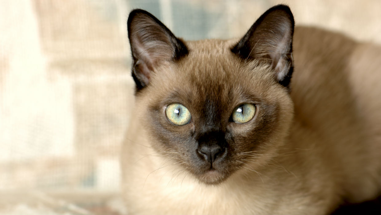 Tonkinese Cat