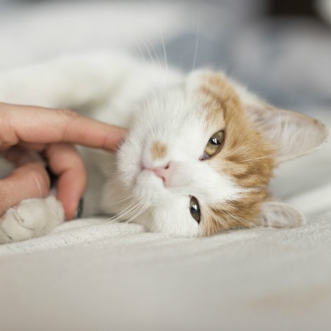Why do Cats Purr?