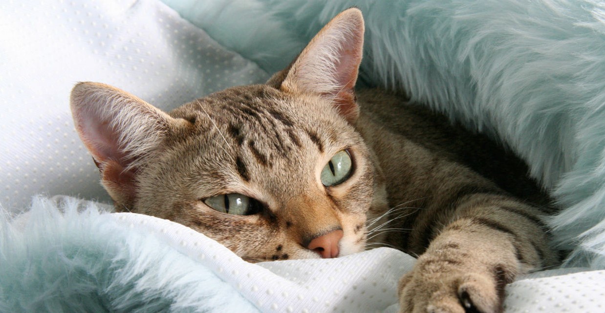 Australian Mist Cat