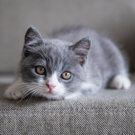 Considerations for Fostering or Adopting a Rescue Cat