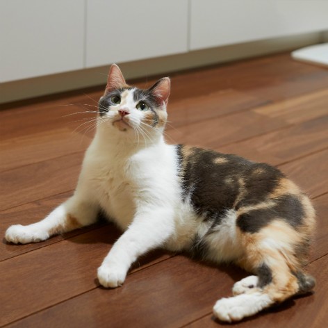 Persian Longhair Cat