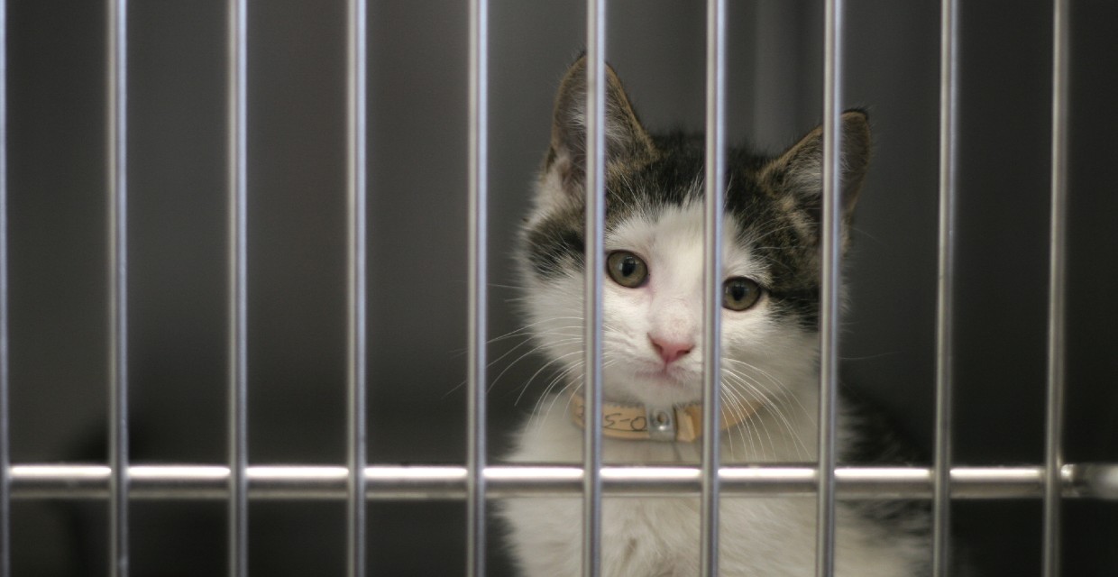 Considerations for Fostering or Adopting a Rescue Cat