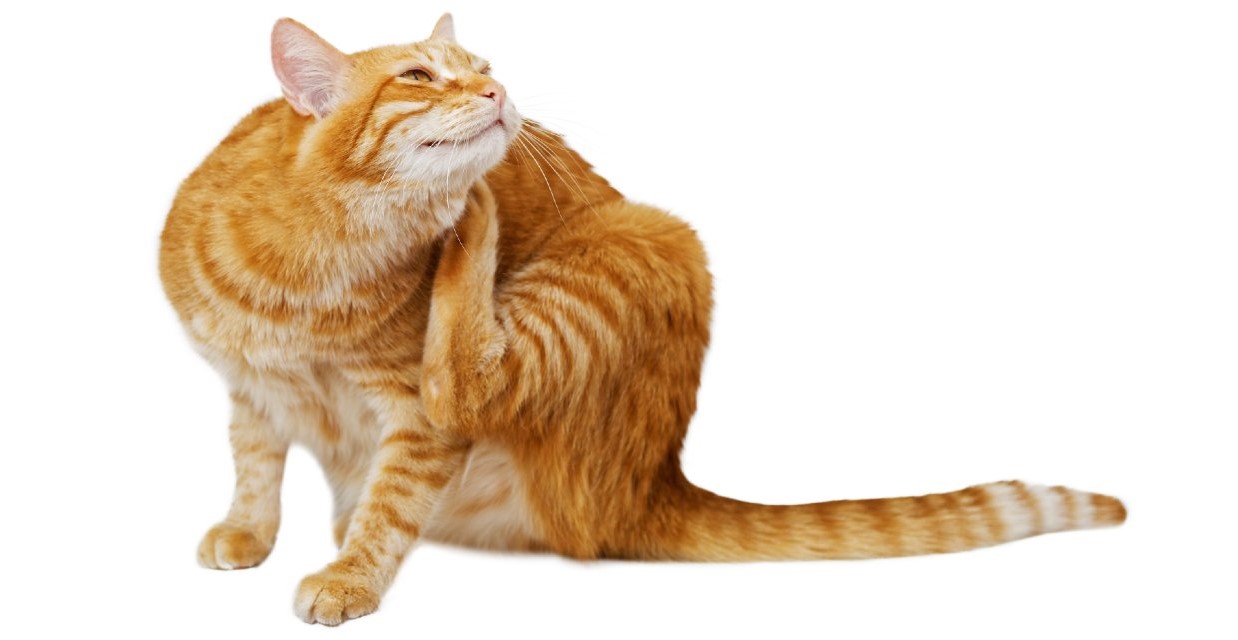 How to get rid of Fleas on Cats