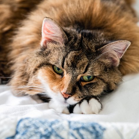 how often should you clean a cat litter tray