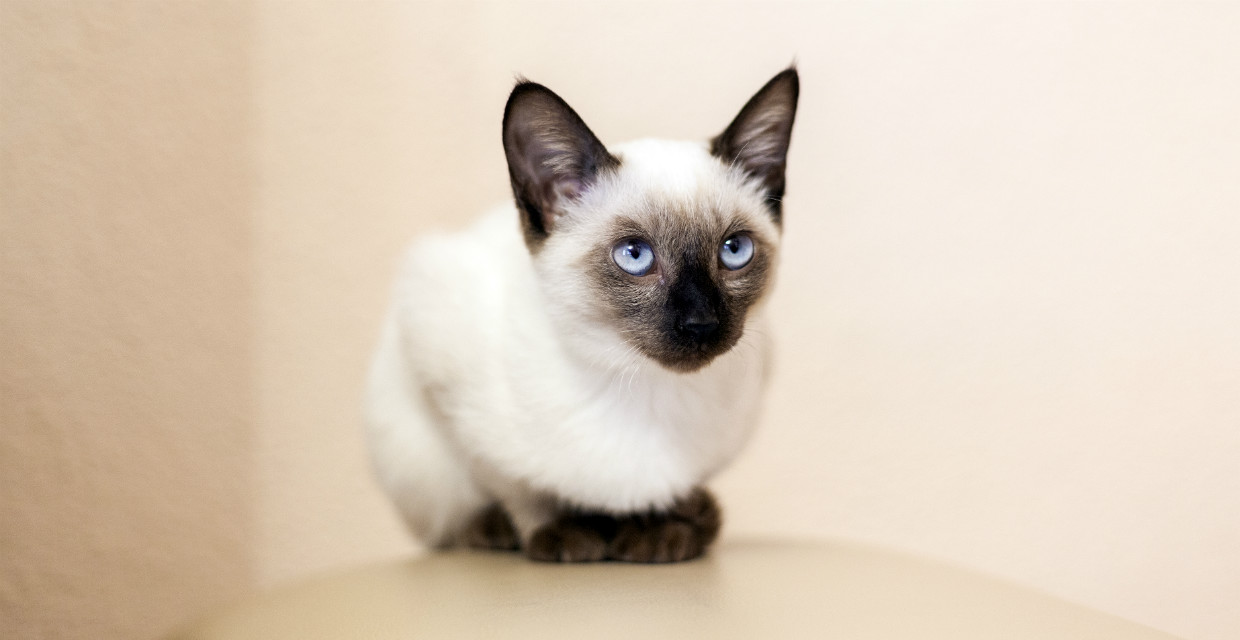 Balinese best sale cat cats