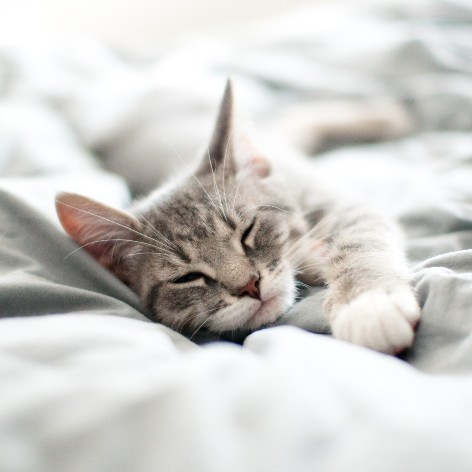 Taking your Cat to the Vet