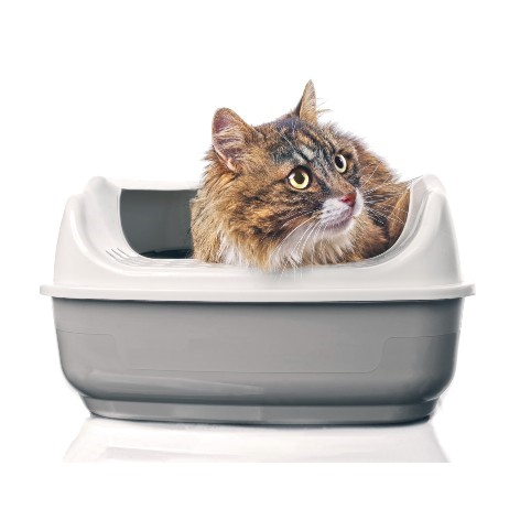 How to Train a Cat to Use a Litter Tray