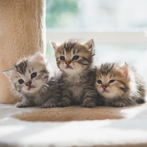Six Fun Facts about Cats & Kittens