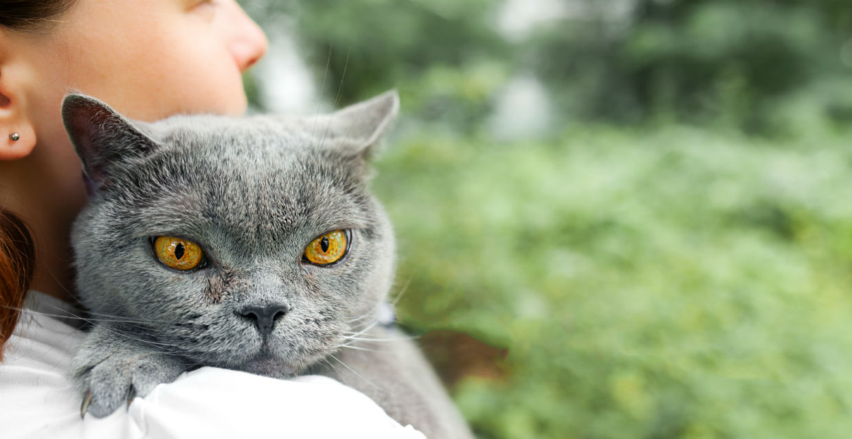 British Shorthair Cat