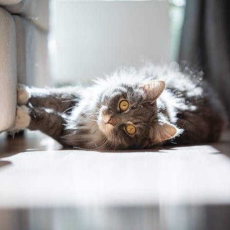 Paper Cat Litter – Not Worth Its Weight