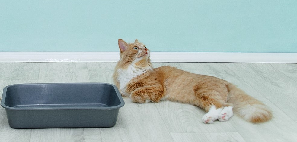 How to Transition Cat Litter