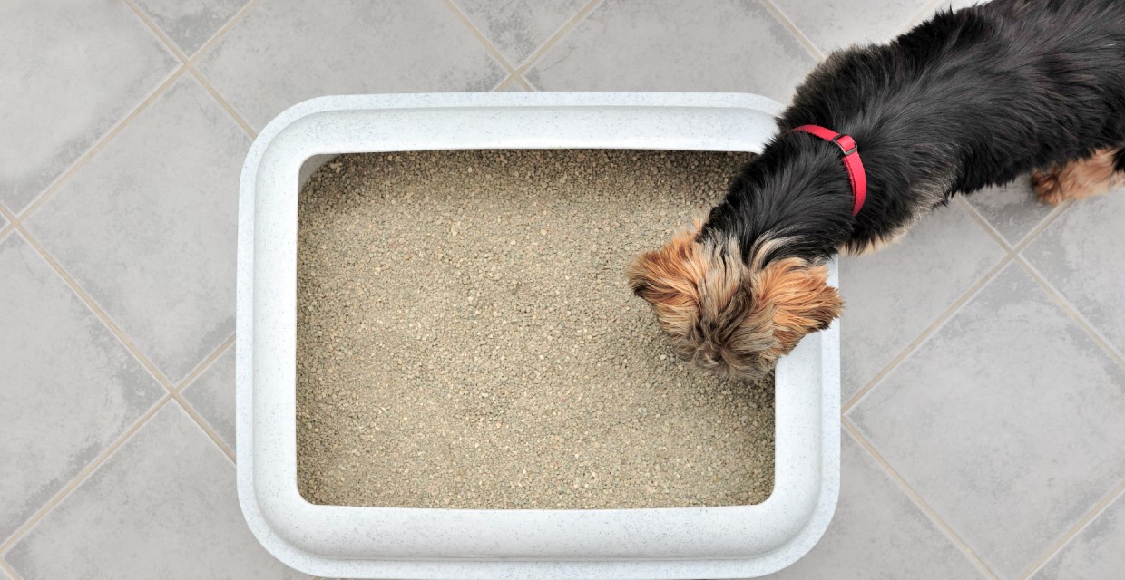 Dog eating 2025 cat litter crystals