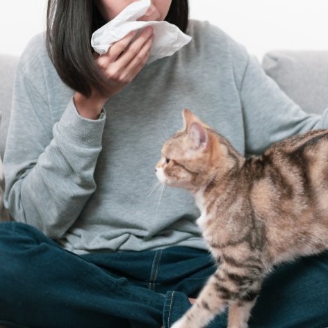 Keeping your Cats Happy at Home