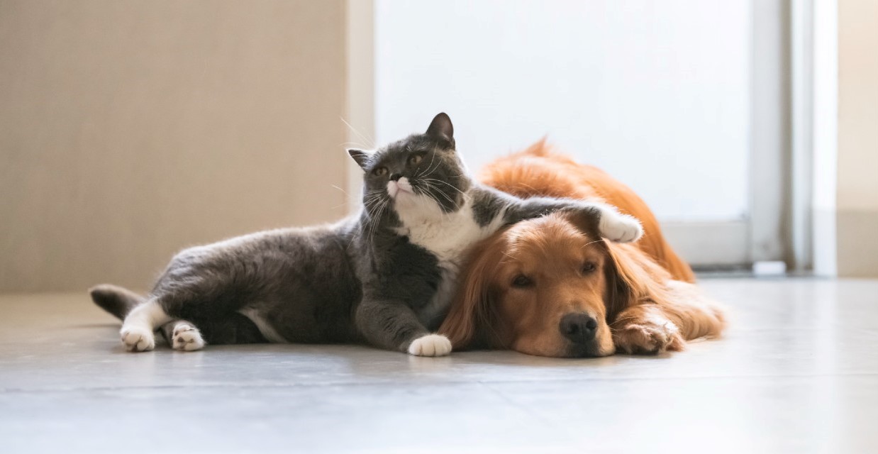 How to Introduce a Cat to a Dog