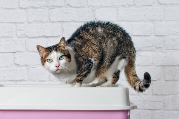 Best place for cat hotsell litter tray