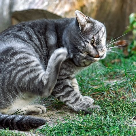 How to Transition Cat Litter