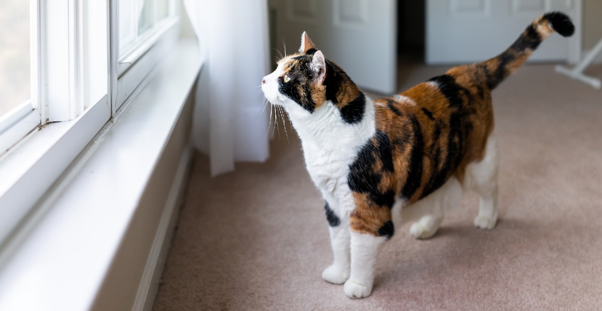 Keeping your Cat Inside