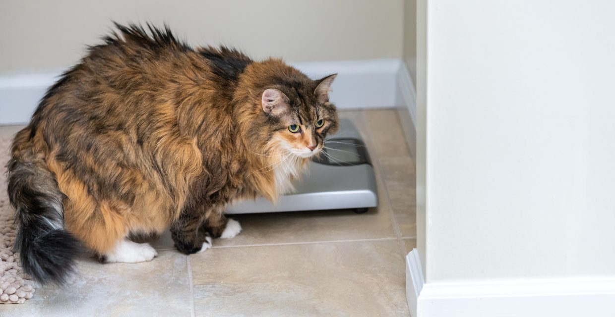 Helping an Overweight Cat