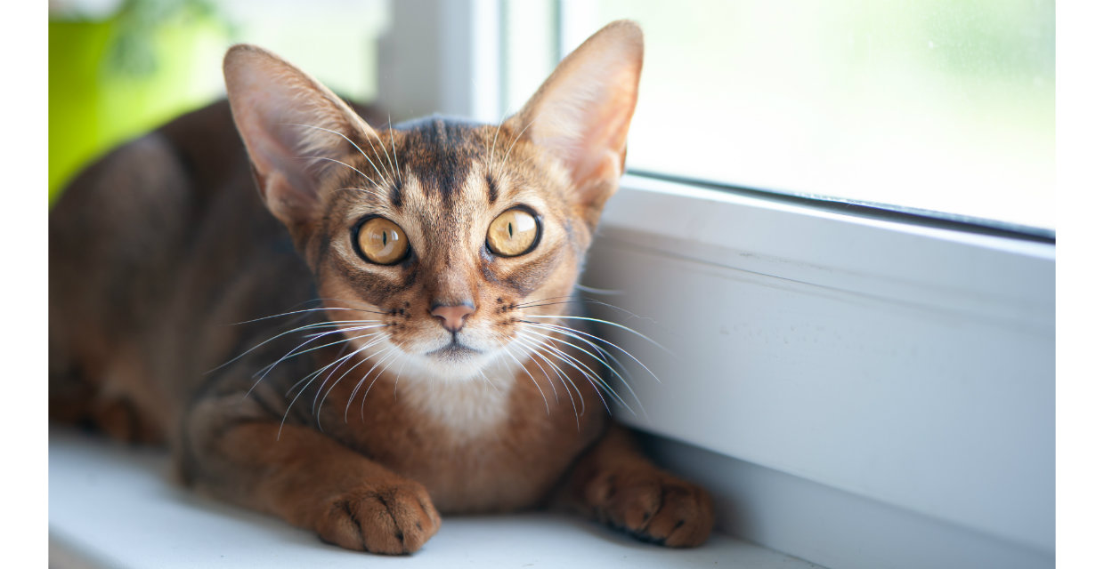 Abyssinian Cat