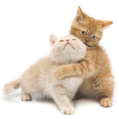 Taking your Cat Camping With You