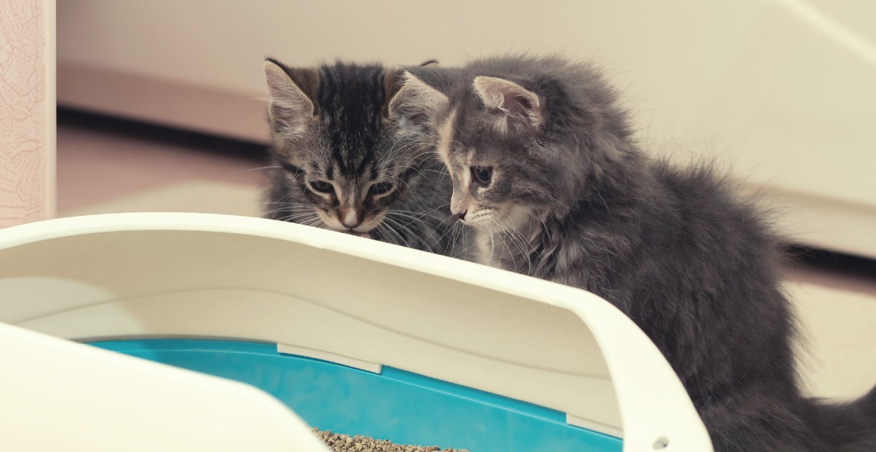 How Many Cat Litter Trays for my House